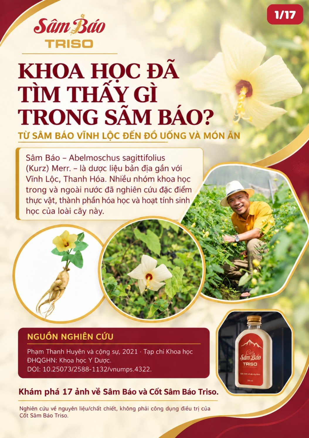 Bìa: hoa Sâm Báo, củ sâm, người trồng giữa vườn Sâm Báo và chai Cốt Sâm Báo Triso