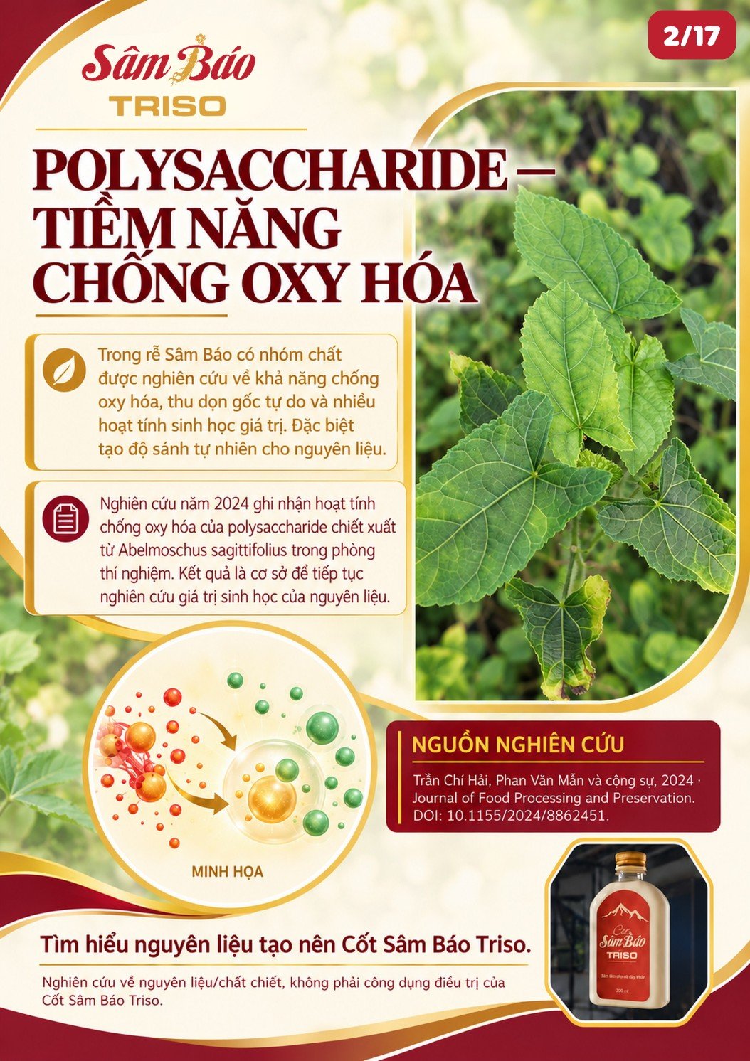 Lá Sâm Báo và hình minh họa phân tử chống oxy hóa trung hòa gốc tự do