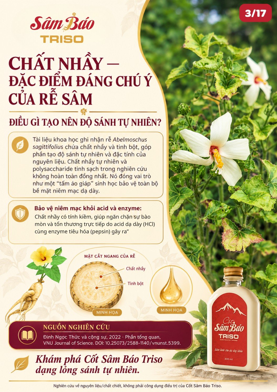 Cây Sâm Báo ra hoa trắng, mặt cắt ngang của rễ minh họa chất nhầy và tinh bột, chai Cốt Sâm Báo Triso