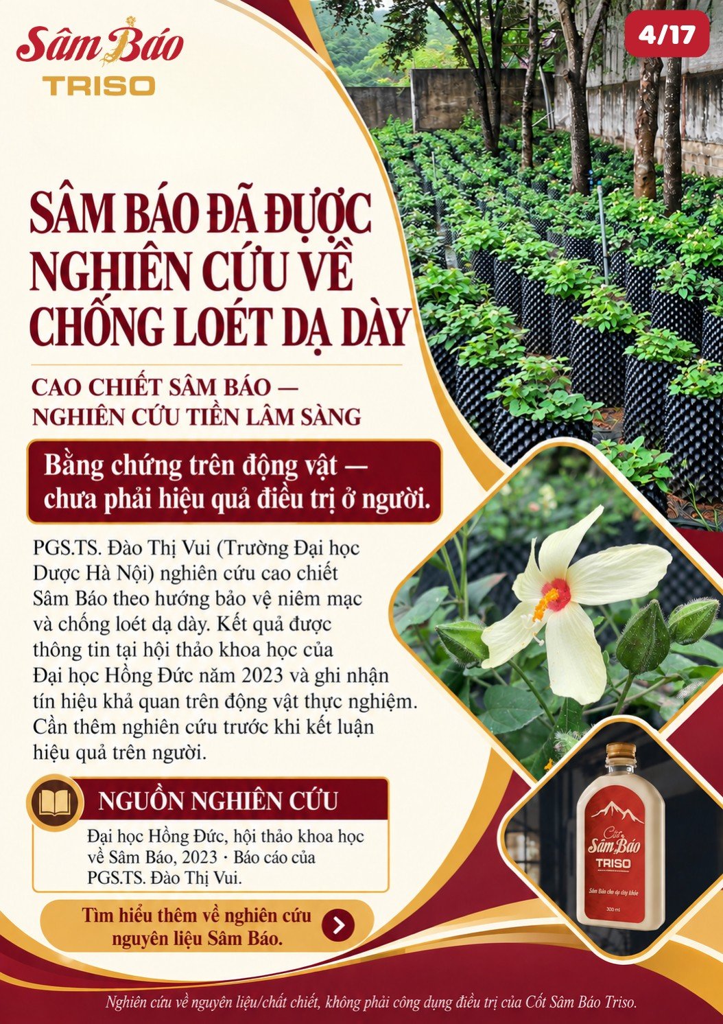 Vườn ươm Sâm Báo, hoa Sâm Báo trắng và chai Cốt Sâm Báo Triso