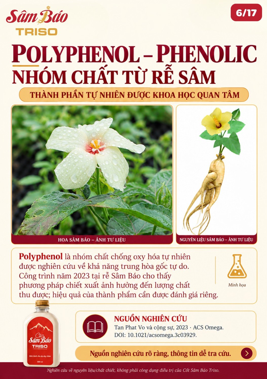 Hoa Sâm Báo đọng sương và nguyên liệu củ Sâm Báo – ảnh tư liệu
