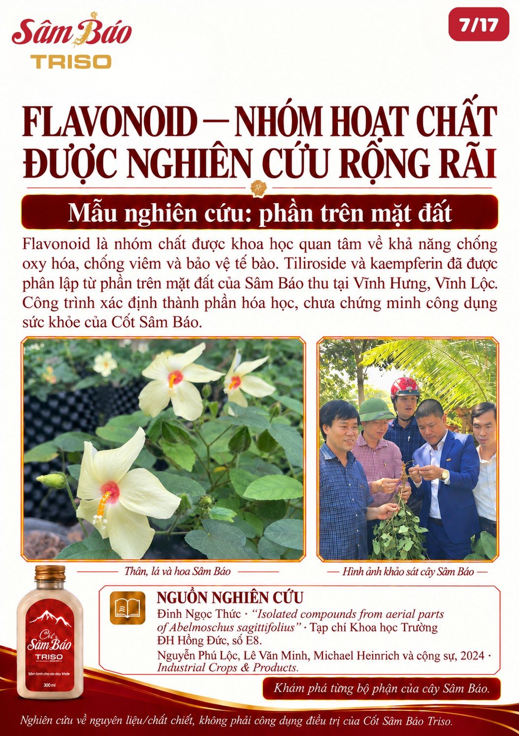 Thân, lá và hoa Sâm Báo; hình ảnh đoàn khảo sát cây Sâm Báo