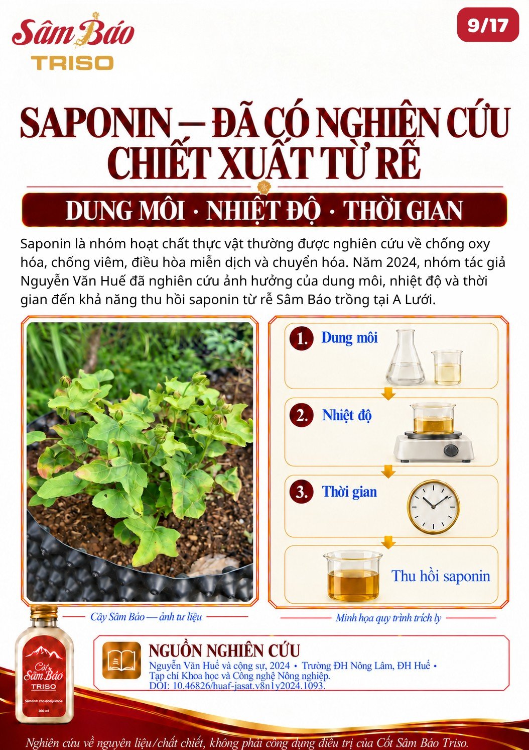 Cây Sâm Báo – ảnh tư liệu; minh họa quy trình trích ly saponin