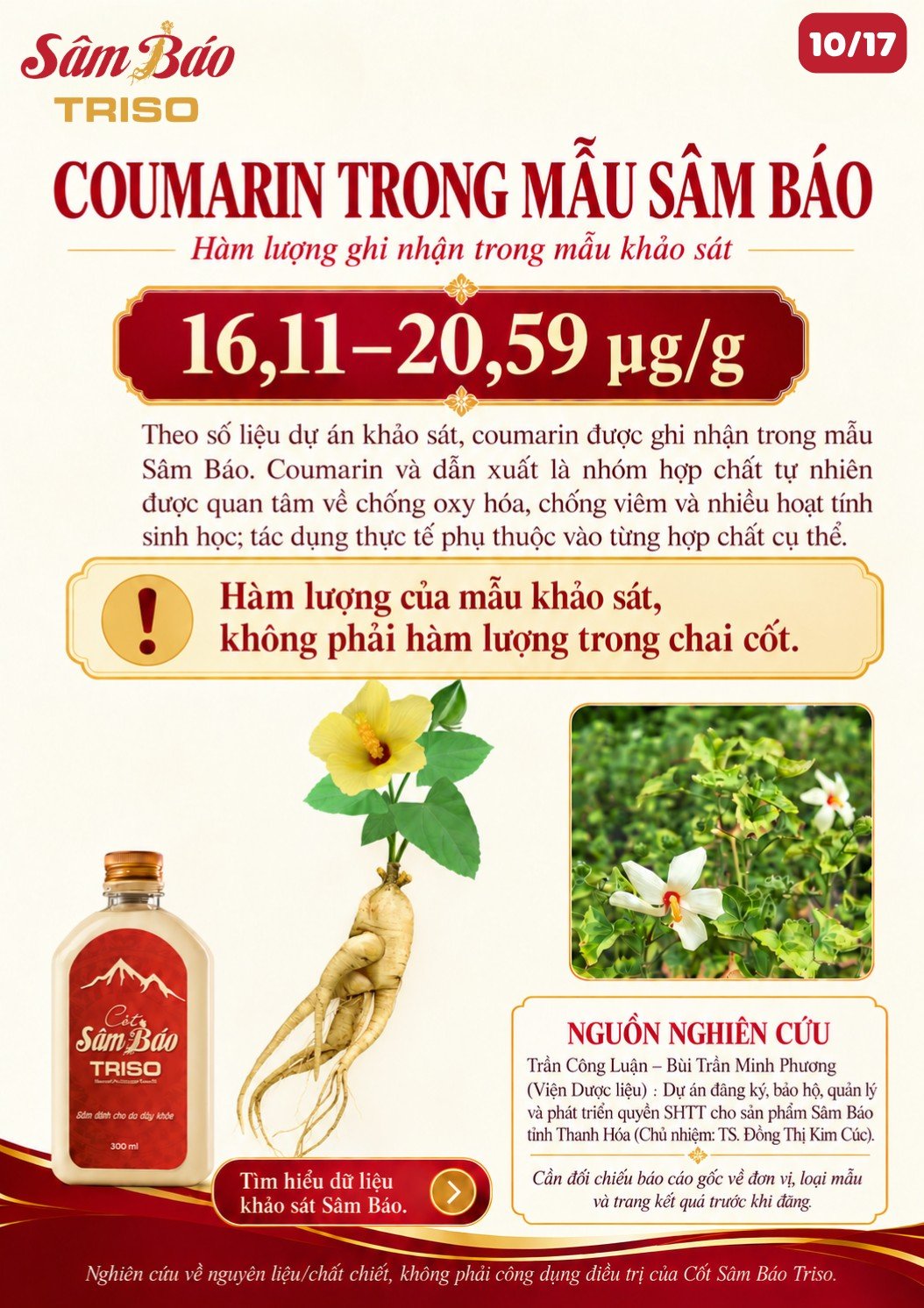 Hàm lượng coumarin 16,11–20,59 µg/g; củ Sâm Báo, hoa Sâm Báo và chai Cốt Sâm Báo Triso