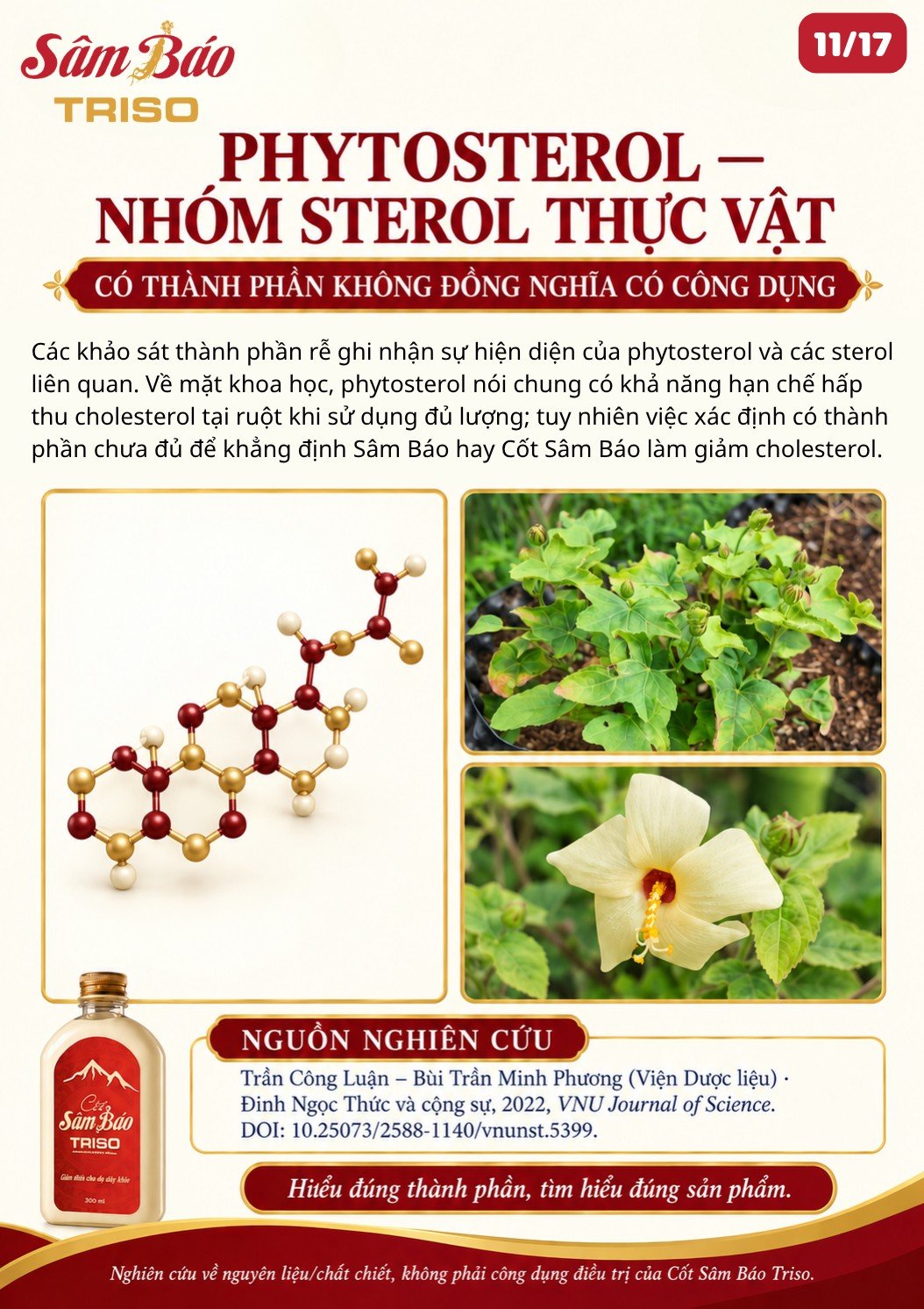 Minh họa phân tử sterol; cây và hoa Sâm Báo