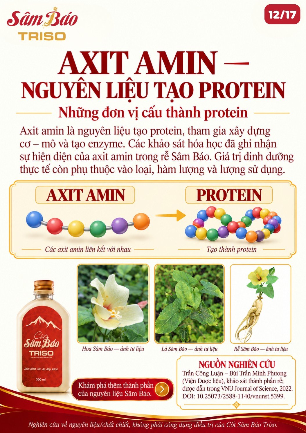 Minh họa chuỗi axit amin tạo thành protein; hoa, lá và rễ Sâm Báo