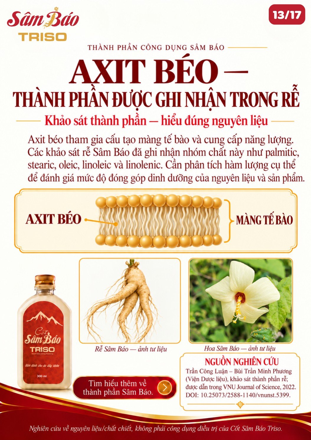 Minh họa axit béo trong màng tế bào; rễ và hoa Sâm Báo