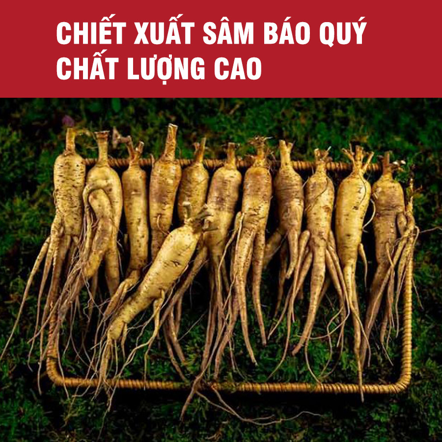 Giải mã bí ẩn: Lịch sử Sâm Báo - Sâm Dâng Vua Tiến Chúa