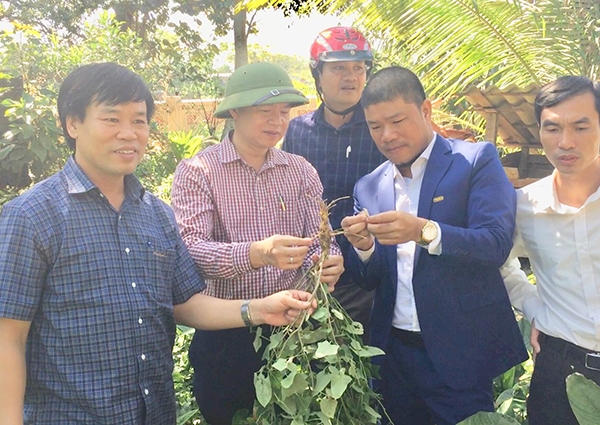 Triso đầu tư phát triển dược liệu vàng Sâm Báo trên đất Vua Hồ, Chúa Trịnh