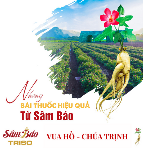 Những bài thuốc hiệu quả từ Sâm Báo