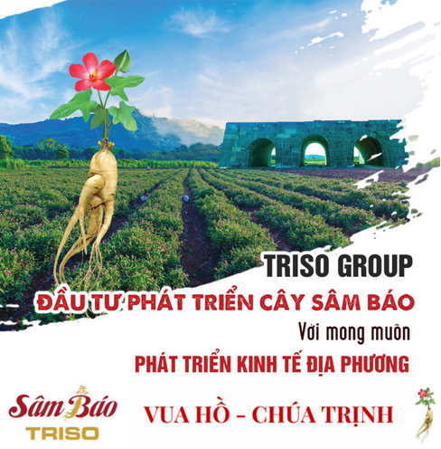 Triso Group: Đầu tư phát triển cây Sâm Báo với mong muốn phát triển kinh tế địa phương