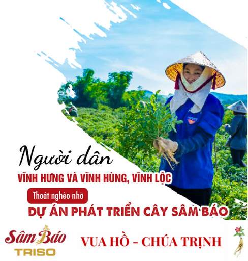 Người dân 2 xã Vĩnh Hưng và Vĩnh Hùng (Vĩnh Lộc) thoát nghèo nhờ Dự án phát triển cây Sâm Báo