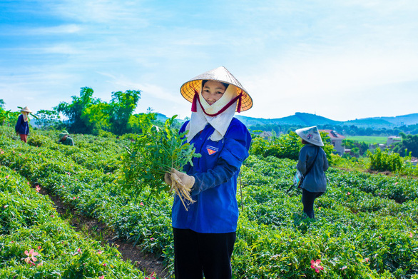 Báo Vietnamnet có bài: Triso Group khôi phục và phát triển sản phẩm từ cây Sâm Báo