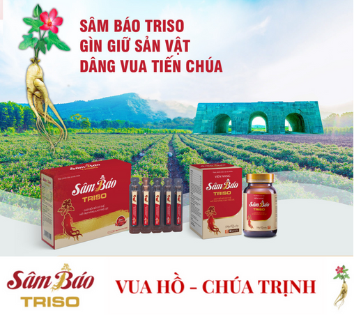 Sâm Báo Triso - Gìn giữ sản vật Dâng Vua Tiến Chúa