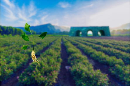 Triso Group khôi phục và phát triển sản phẩm từ cây Sâm Báo